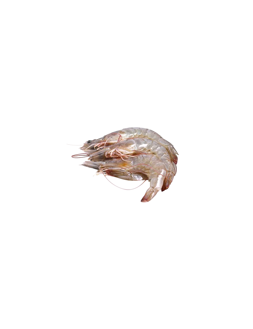 LANGOSTINO CRUDO 21/28 CORALX KG