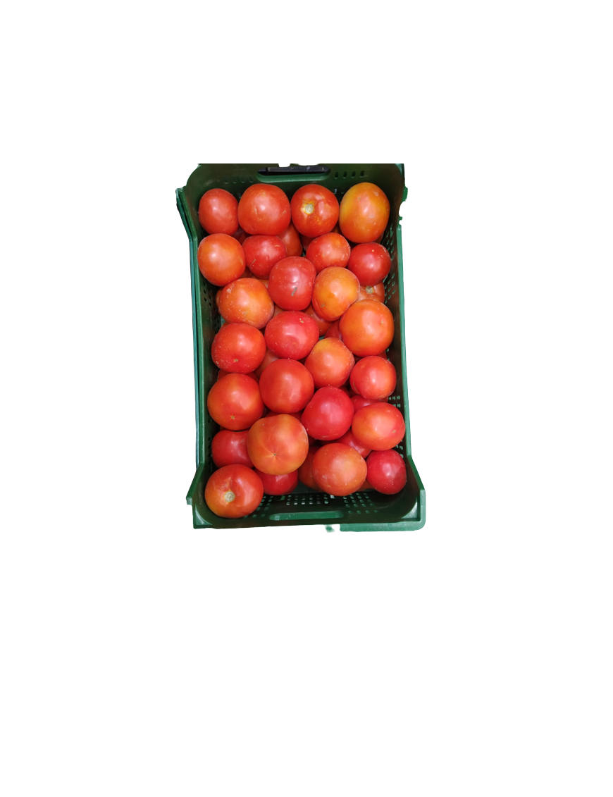 TOMATE LISO DEL TERRENO X KG