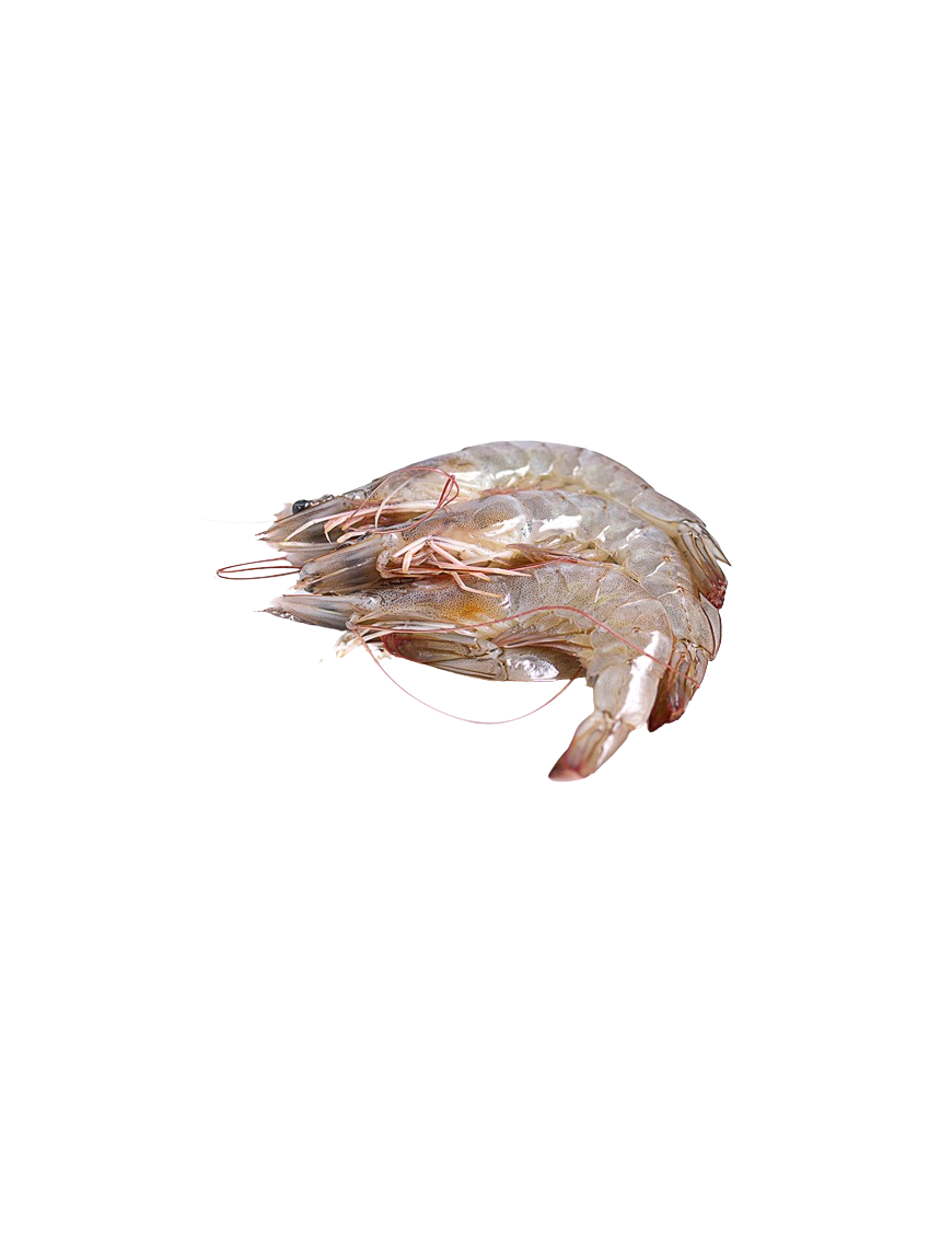 LANGOSTINO CRUDO 21/28 CORAL EST/750GR NETO