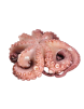 PULPO CRUDO GRAROLHAO OJO (+5,5 KG.) BANDEJA KG.