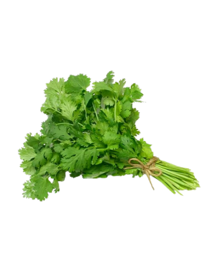 CILANTRO MANOJO