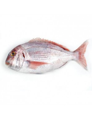 PARGO BOCINEGRO SALVAJE FRESCO. X KG