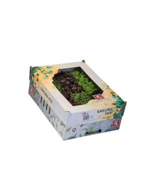 BROTES SAKURA MIX VARIADOS CAJA